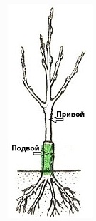 Как выбирать саженцы плодовых деревьев