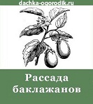 Выращивание рассады баклажанов