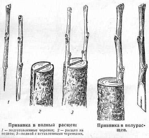 Как прививать плодовые деревья