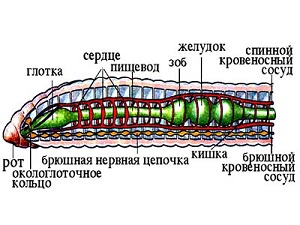 Строение дождевого червя