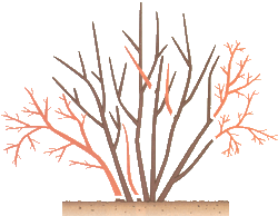 Подготовка кустарников к зиме