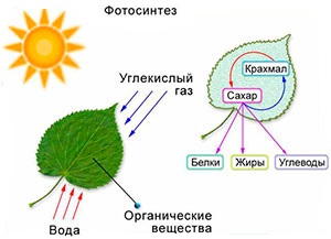 Какой свет нужен растениям