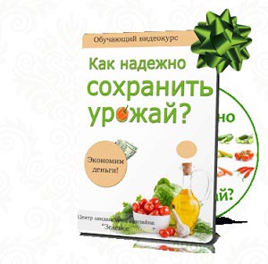 С чем рядом можно сажать помидоры: в теплице и открытом грунте