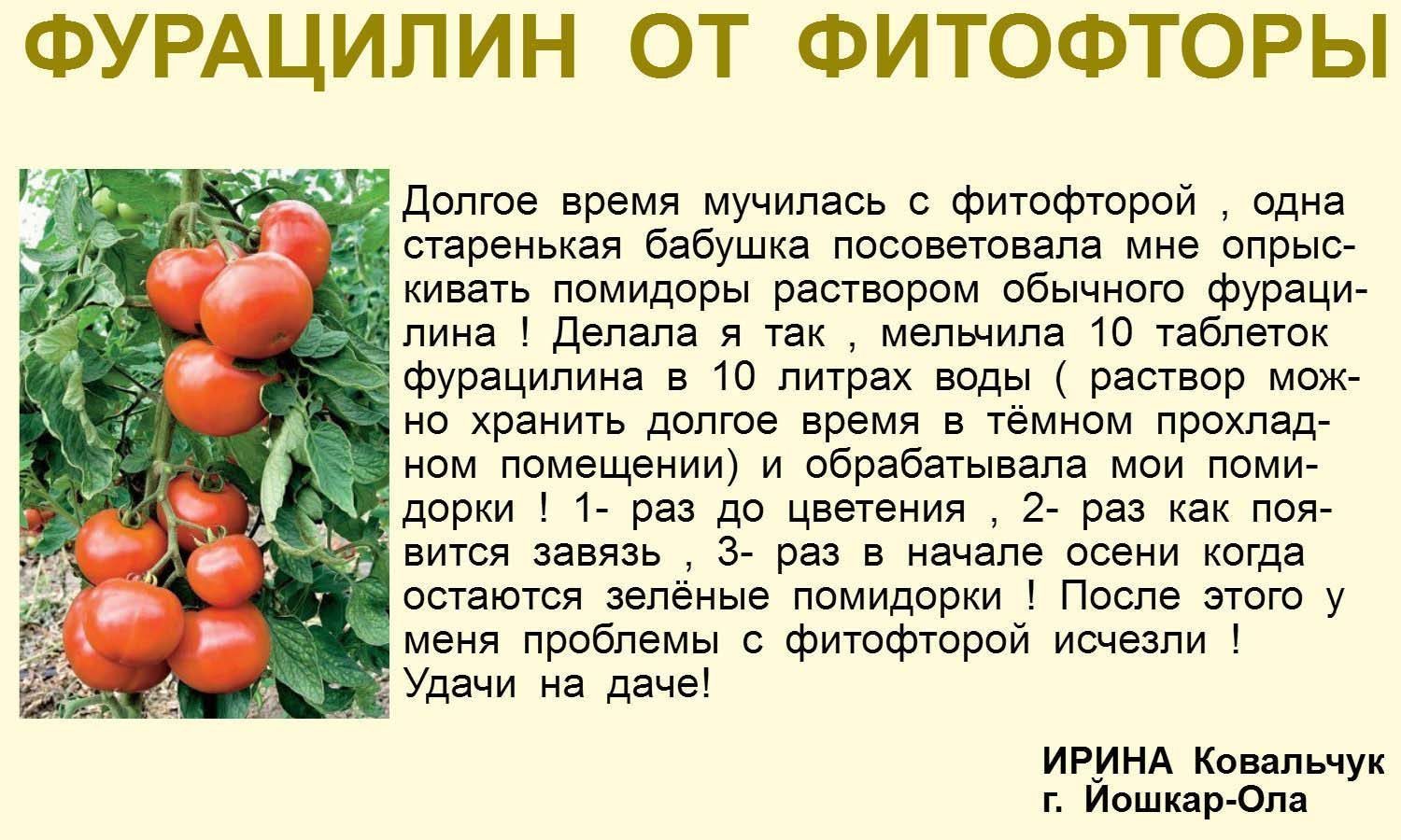 Можно ли опрыскивать помидоры борной кислотой: сколько раз и в каком количестве