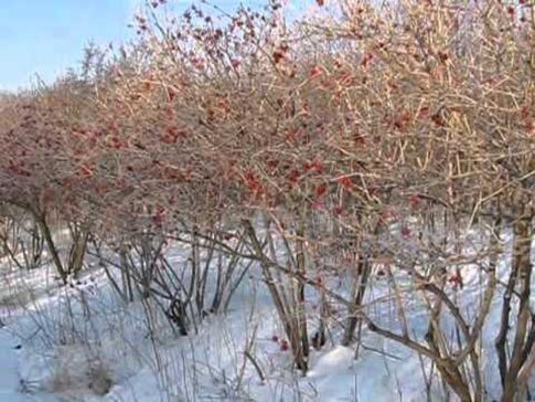 Жимолость съедобная. Посадка и уход. Размножение кустарника