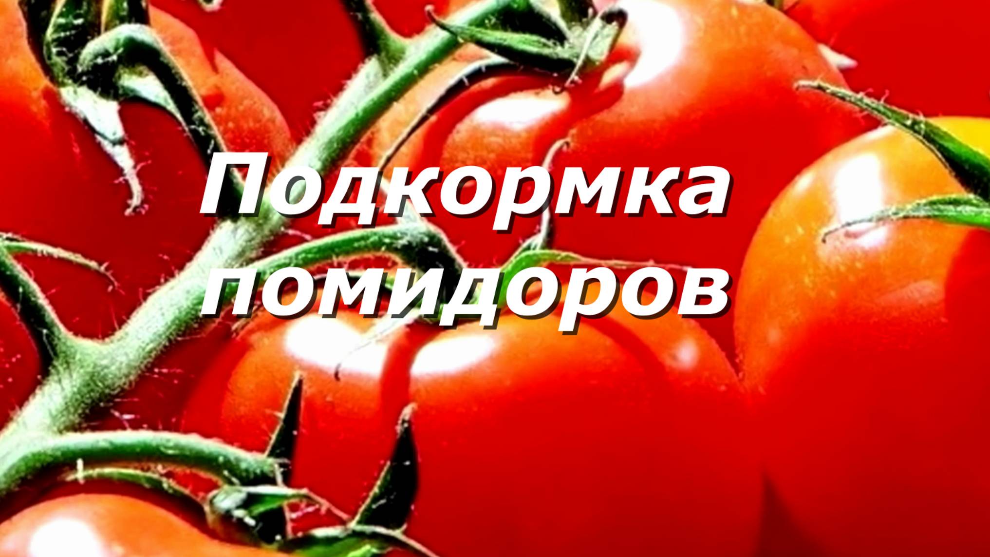 7 Хитростей, чтобы удвоить урожай томатов