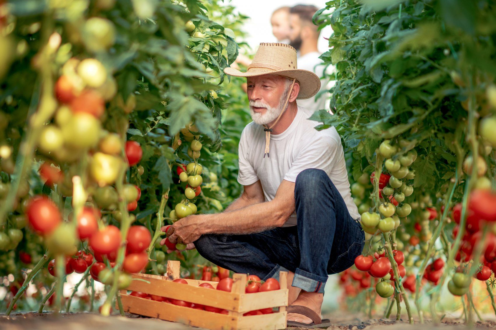 7 Хитростей, чтобы удвоить урожай томатов